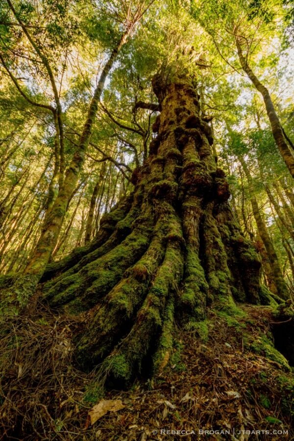 Myrtle tree, Pine Valley, Tasmania.