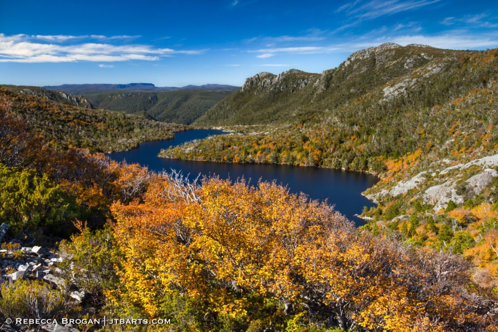 Turning of the fagus, nothofagus gunnii, Cradle Mountain - Lake St. Clair National Park, Tasmania.