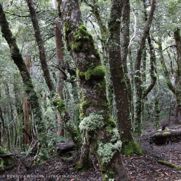 Mossy Forest Mt Rufus Track Cradle Mountain Lake St Clair National Park Tasmania