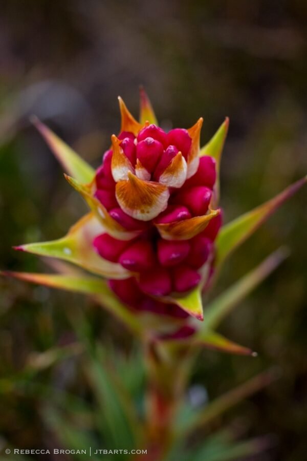 Richea Scoparia flowers close up, Tasmania.