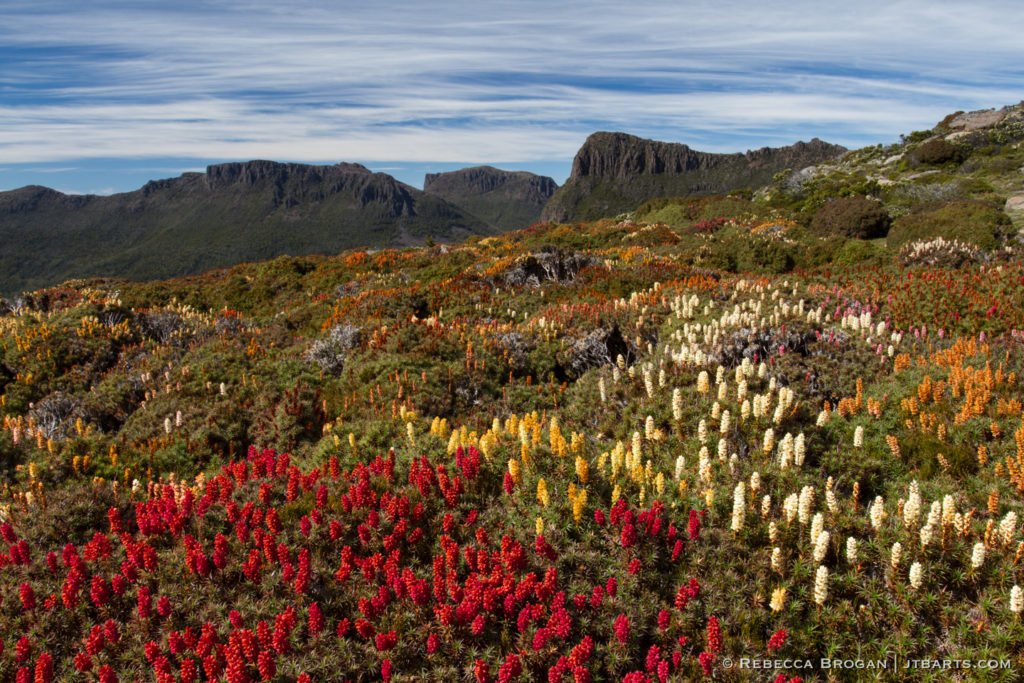 Mt. Ossa richea scoparia, Overland Track, Tasmania.