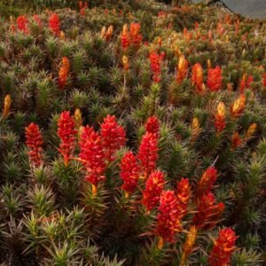 Scoparia (richea scoparia) flowers Mt. Field National Park, Tasmania