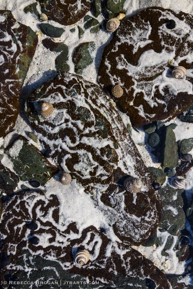 Tasmanian snail artwork pattern made by Austrocochlea Brevis and Austrocochlea Constricta in The Bay of Fires