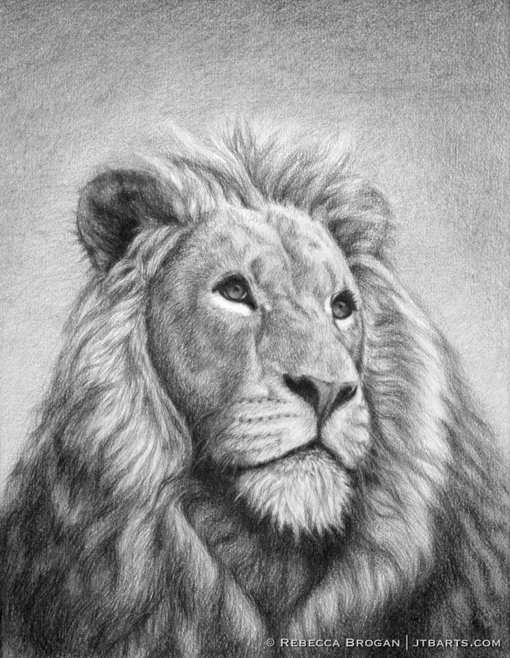 The Lion of Judah Christian artwork. The lion of the tribe of Judah drawing.