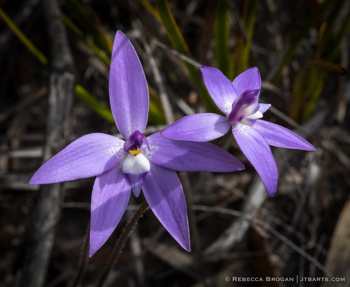 Waxlip Orchid, Parson in The Pulpit, Caladenia Major, Tasmanian orchid