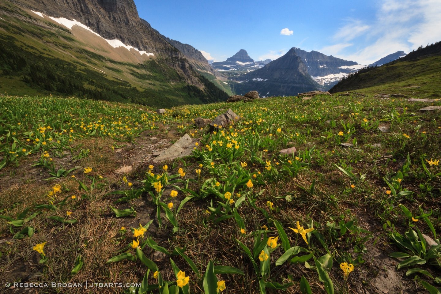 4) Field of Glacier Lilies 2 (The Highline Trail, Glacier National Park) GNP34