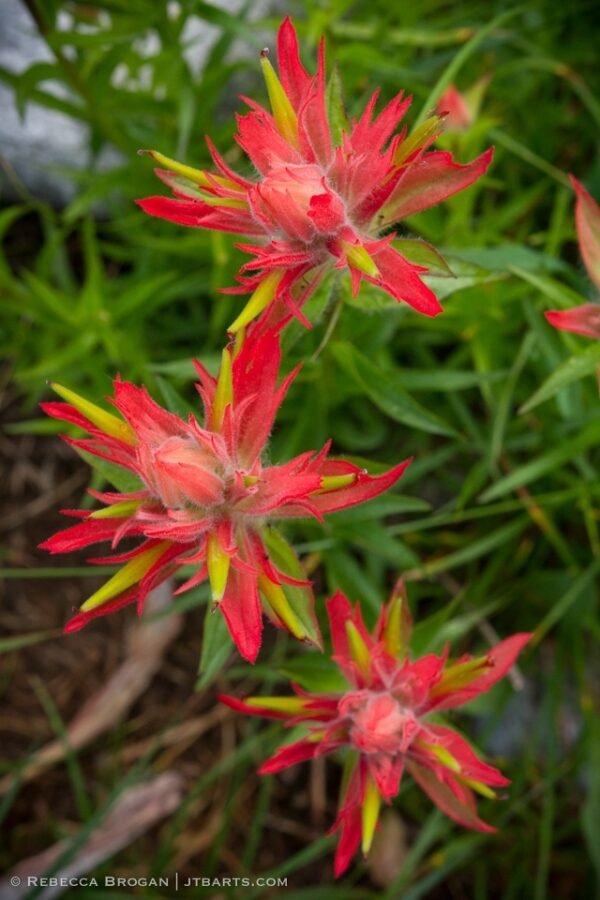 Indian Paintbrush (North Fork, Grand Teton National Park) – John The ...