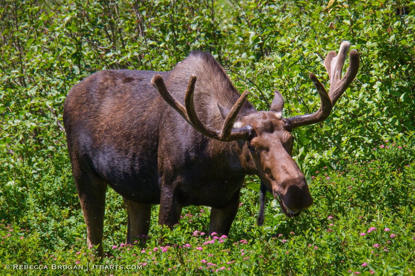 8) Moose (Many Glacier, Glacier National Park) GNP32