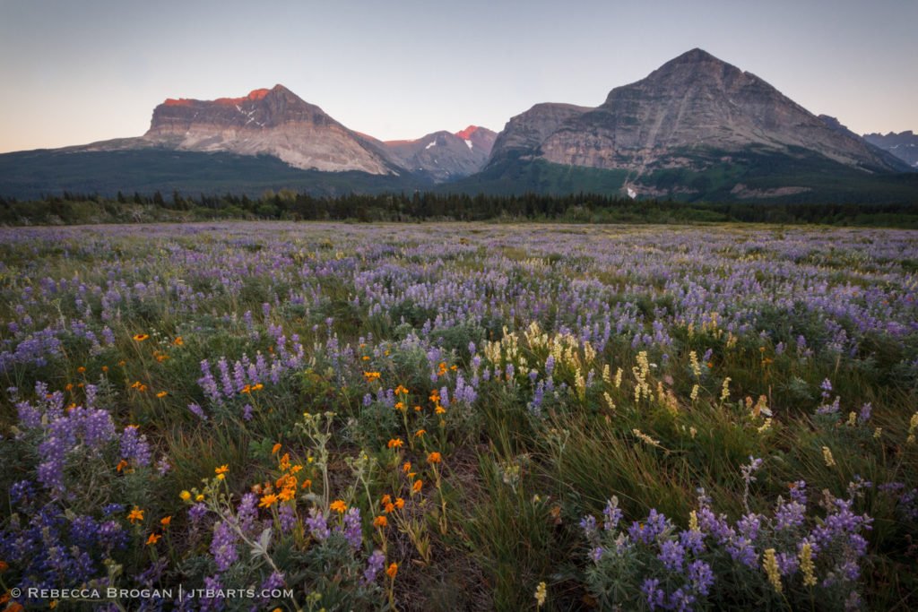 7) Wildflowers Evening 1 (Many Glacier, Glacier National Park) GNP29