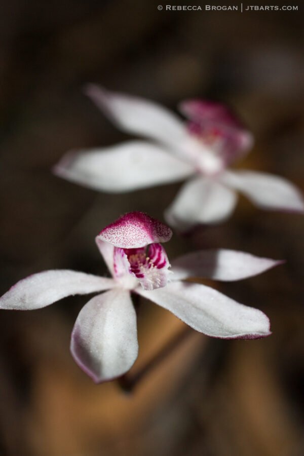 Caladenia Crascens, Elegant Fingers, Tasmanian orchid.