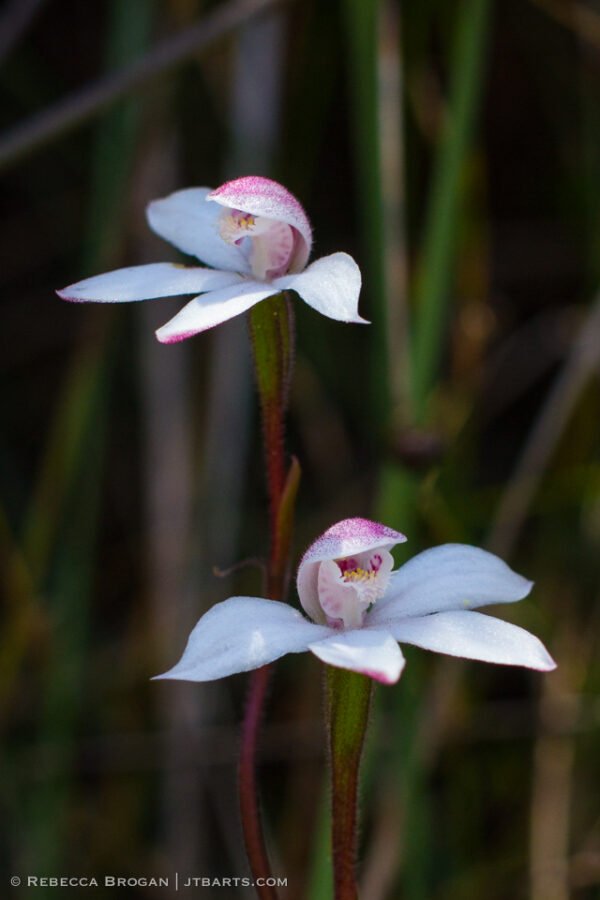 Caladenia Crascens, Elegant Fingers, Tasmanian orchid.